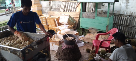 Sehari Bisa Kirim Pesanan 30 Ton Durian