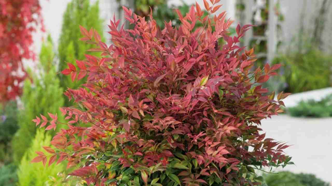 Ingin Taman Depan Tampak Mewah? Bambu Jepang Bisa Jadi Solusinya