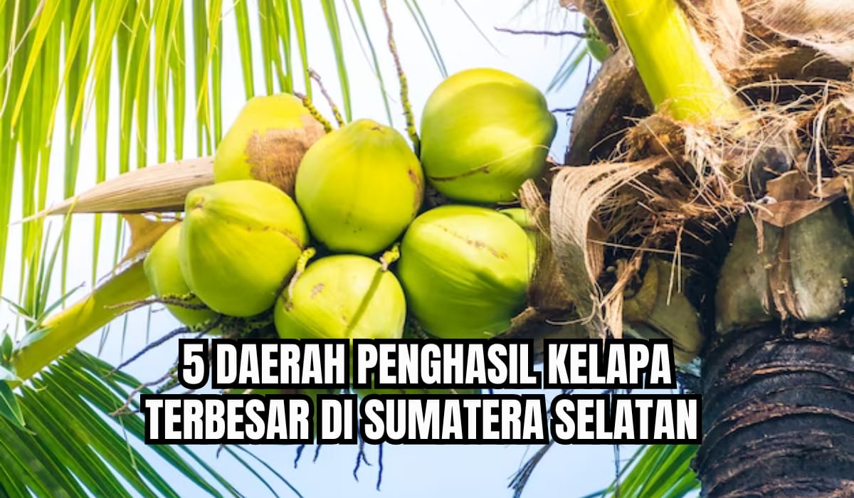 Juaranya Bukan Palembang, Ini 5 Daerah Penghasil Kelapa Terbesar di Sumatera Selatan