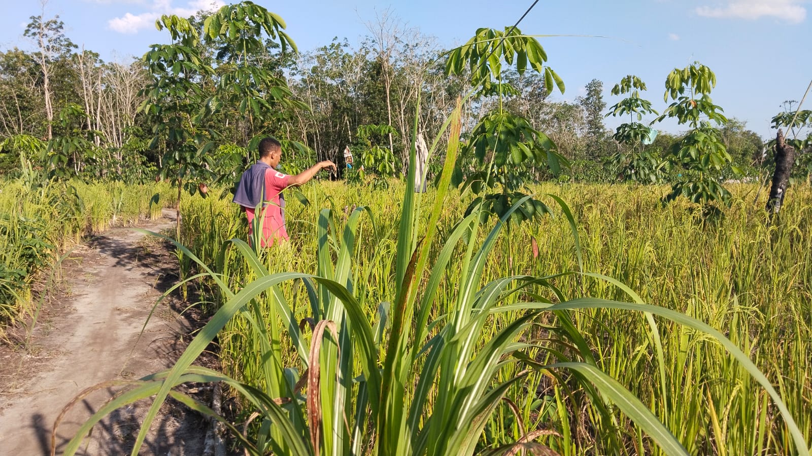 Ratusan Burung Pipit Buat Resah Petani di PALI, Padi Terancam Gagal Panen