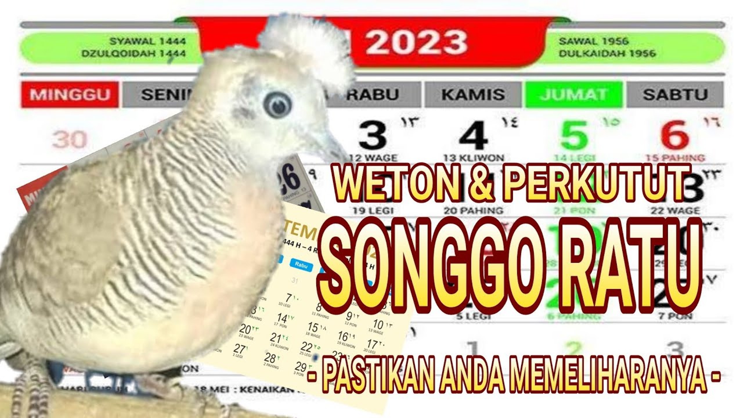 5 Weton Sakral ini Segera Pelihara Perkutut Songgo Ratu, Dijamin Bakal Sukses dan Kaya Raya!