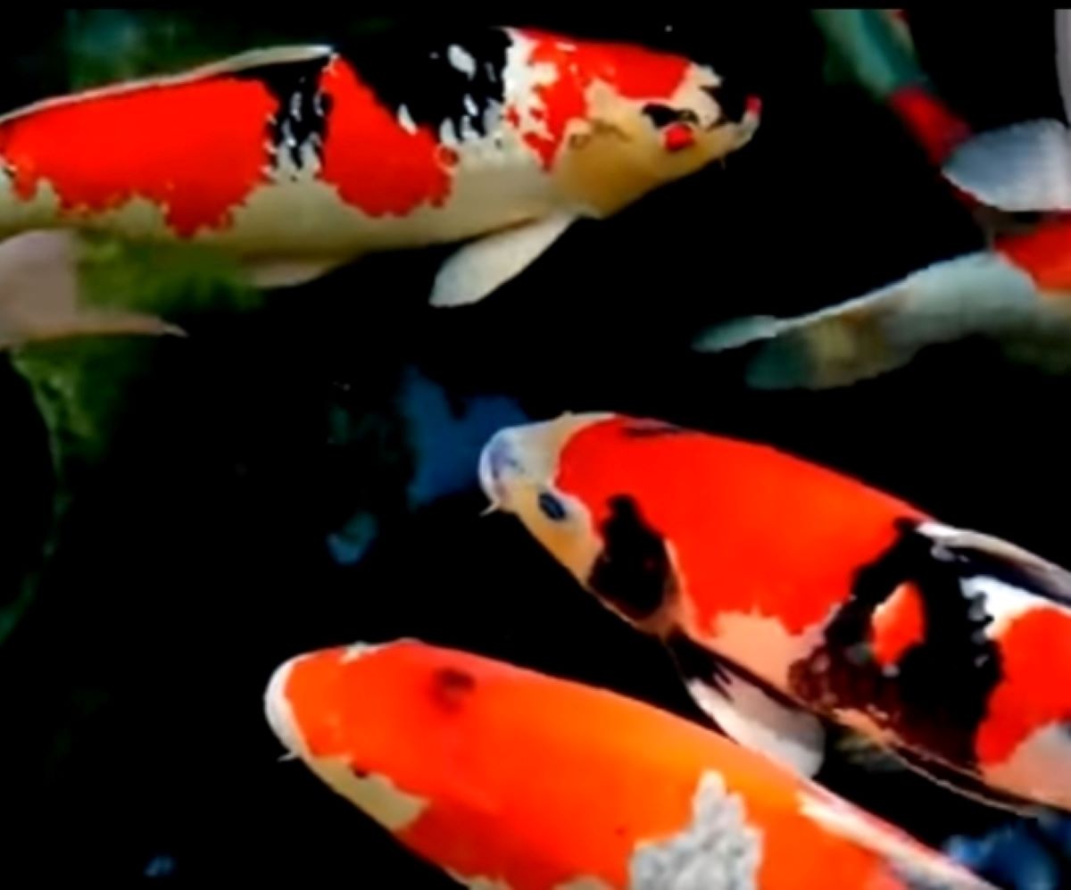 6 Fakta Unik Ikan Koi: Pesona Keindahan dan Simbol Keberuntungan