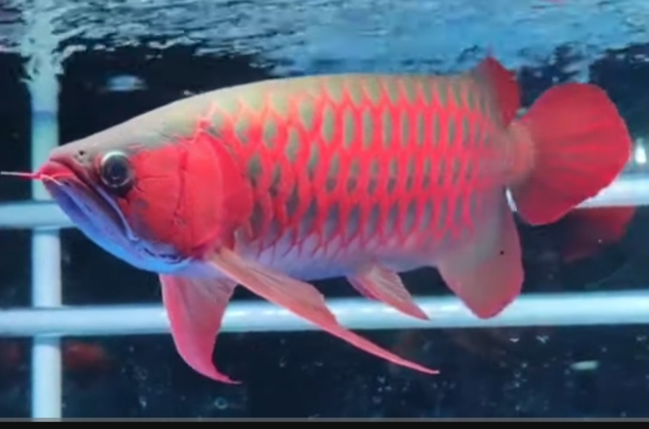 Ini 6 Jenis Ikan Arwana Paling Populer di Indonesia, Kamu Suka yang Mana? 