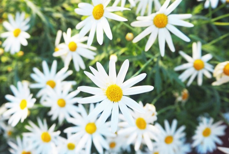 Ampuh Bikin Tidur Nyenyak! 8 Manfaat Teh Chamomile dari Redakan Alergi sampai Lawan Sel Kanker