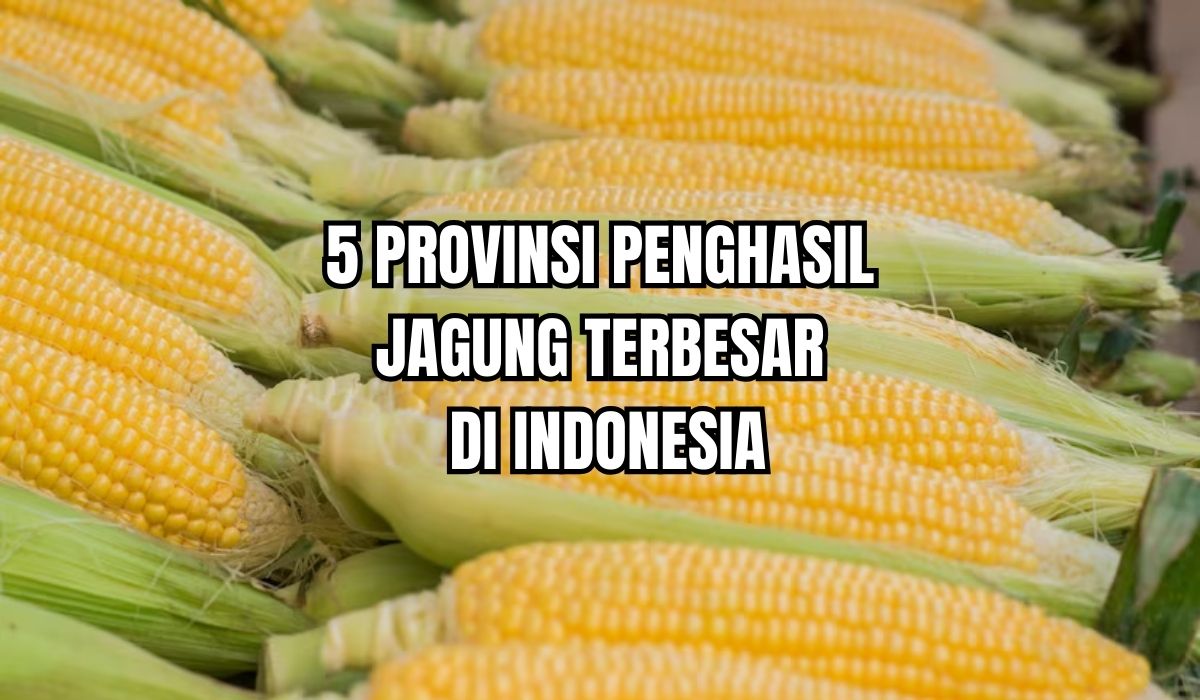 5 Provinsi Penghasil Jagung Terbesar di Indonesia, Stok Melimpah Hingga 5 Juta Ton per Tahun! Ada Sumsel?
