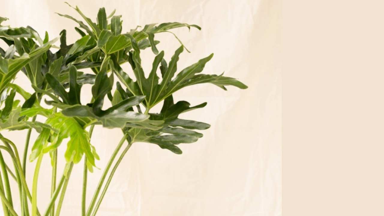 Tanaman Hias Hits! Philodendron Selloum Bikin Rumah Makin Instagramable