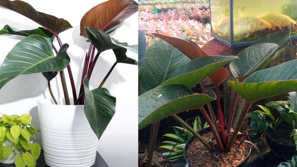 Suka Tanaman Hias tapi Tak mau Repot Rawatnya? Pilih Aja Philodendron Congo Rojo