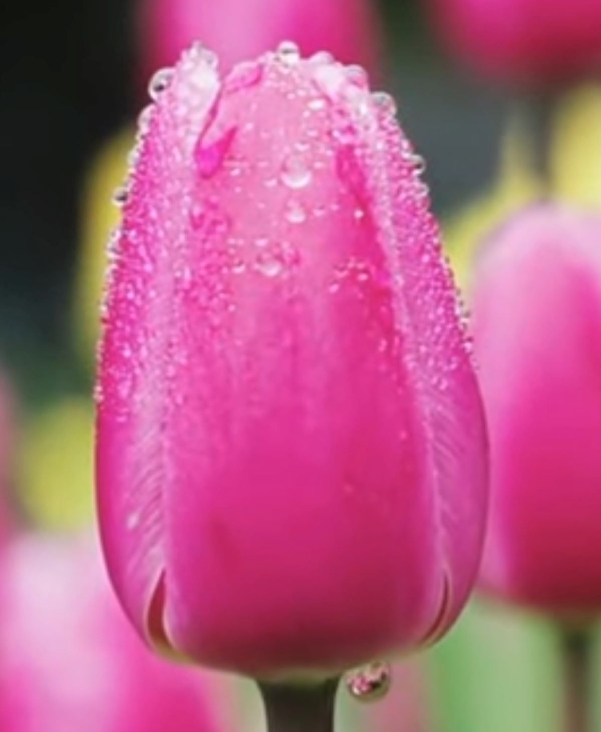 Berikut 5 Bunga Paling Cocok Diberikan Pada Istri Saat Ulang Tahun, yuk Disimak!