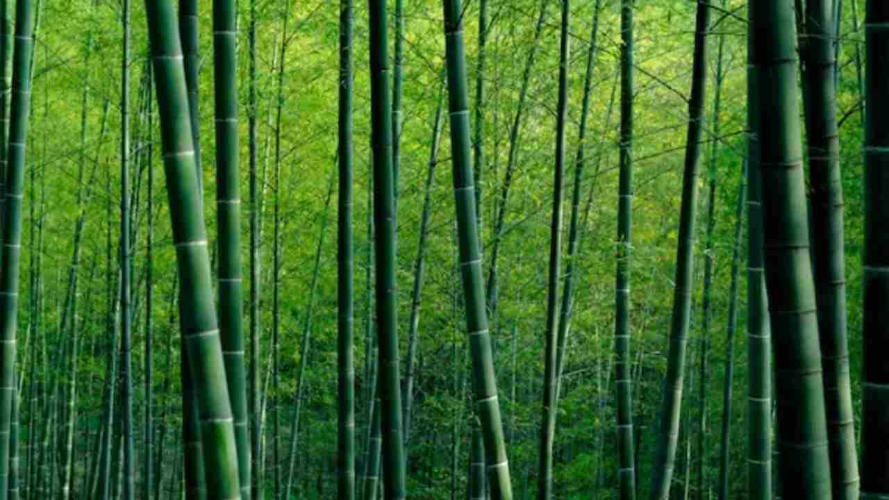 6 Tanaman Hias yang Dipercaya Membawa Kemakmuran, Nomor 5 Paling Banyak Dicari!