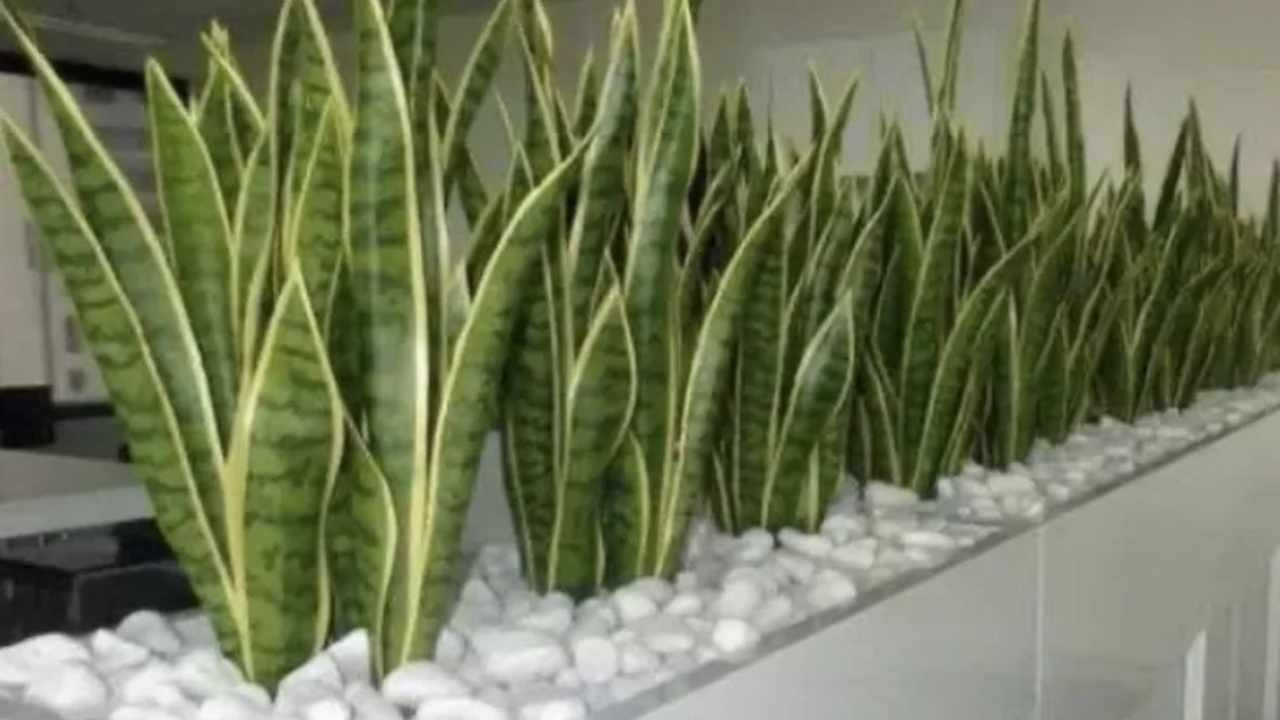 Ingin Rumah Penuh Harmoni? Tanaman Lidah Mertua Jawabannya!