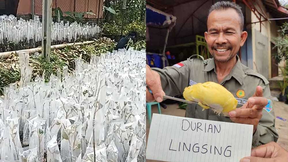 Inilah Durian Lingsing, Varietas Asli Lahat yang Sudah Kantungi Sertifikat Nasional