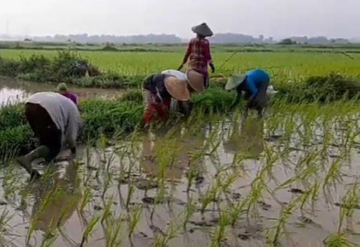 Doa Supaya Tanaman Subur, Bebas Hama dan Panen Melimpah, yuk Amalkan!