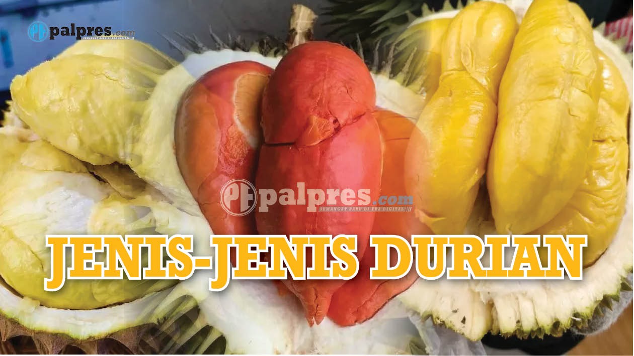 Jenis-Jenis Buah Durian dari Indonesia, Nomor 5 Bikin Ngiler