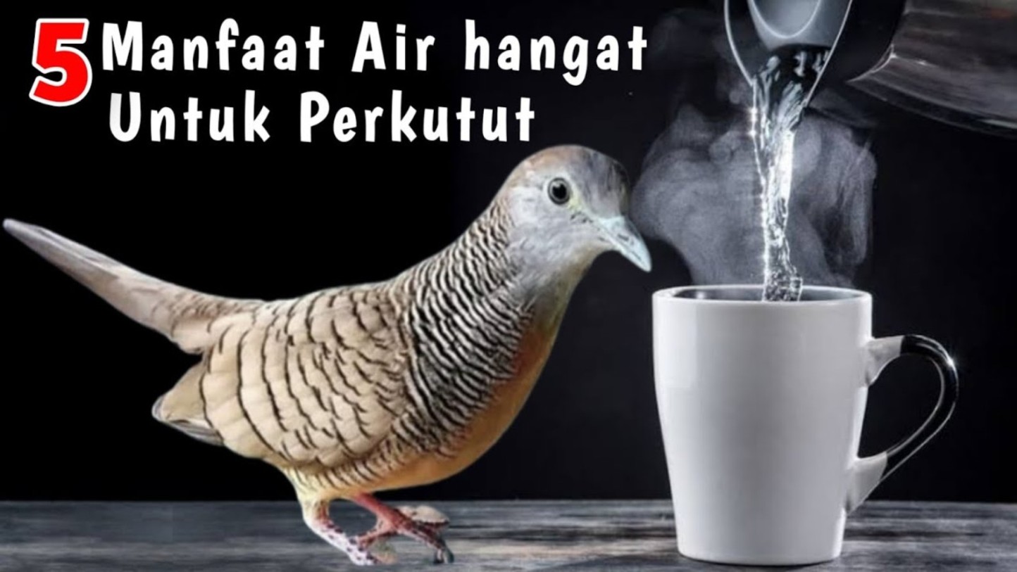 5 Manfaat Air Hangat untuk Perkutut Saat Musim Hujan yang Jarang Diketahui