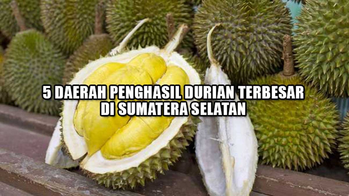 5 Daerah Penghasil Durian Terbesar di Sumatera Selatan, Lahat Kalah Bersaing, Juaranya Kabupaten Ini