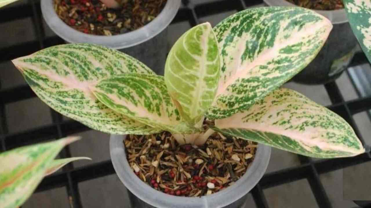 Rahasia Interior Cantik: Aglaonema Widuri Putih, Elegan dan Sehatkan Ruangan!