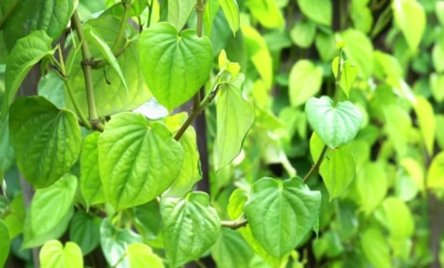 Jangan Lupa Tanam Tanaman Obat Herbal Ini, Daunnya Bisa Mengatasi Mimisan