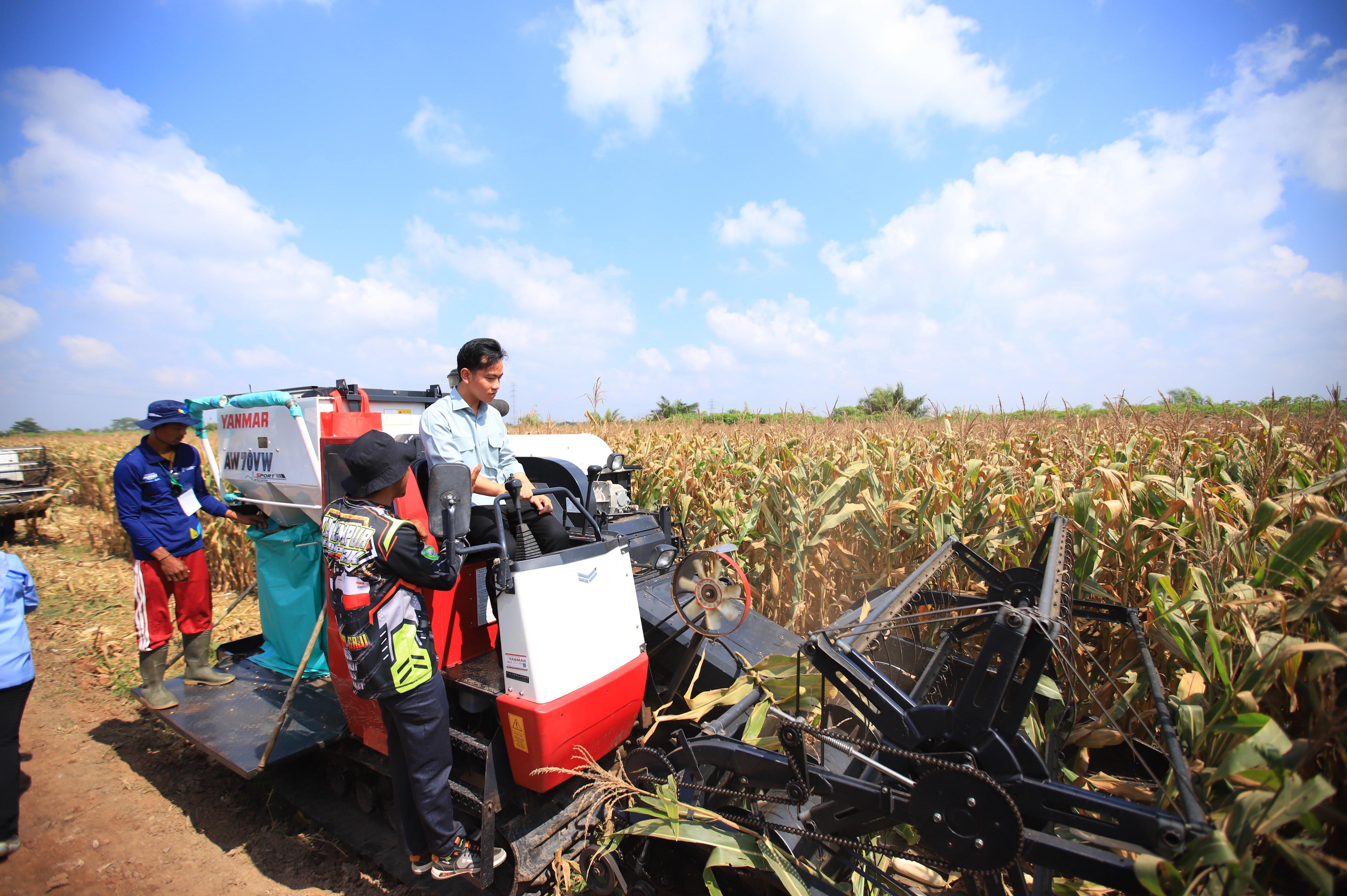 Wapres Gibran Panen Jagung di Banyuasin, Bentuk Komitmen Sumsel jadi Lumbung Pangan Nasional 
