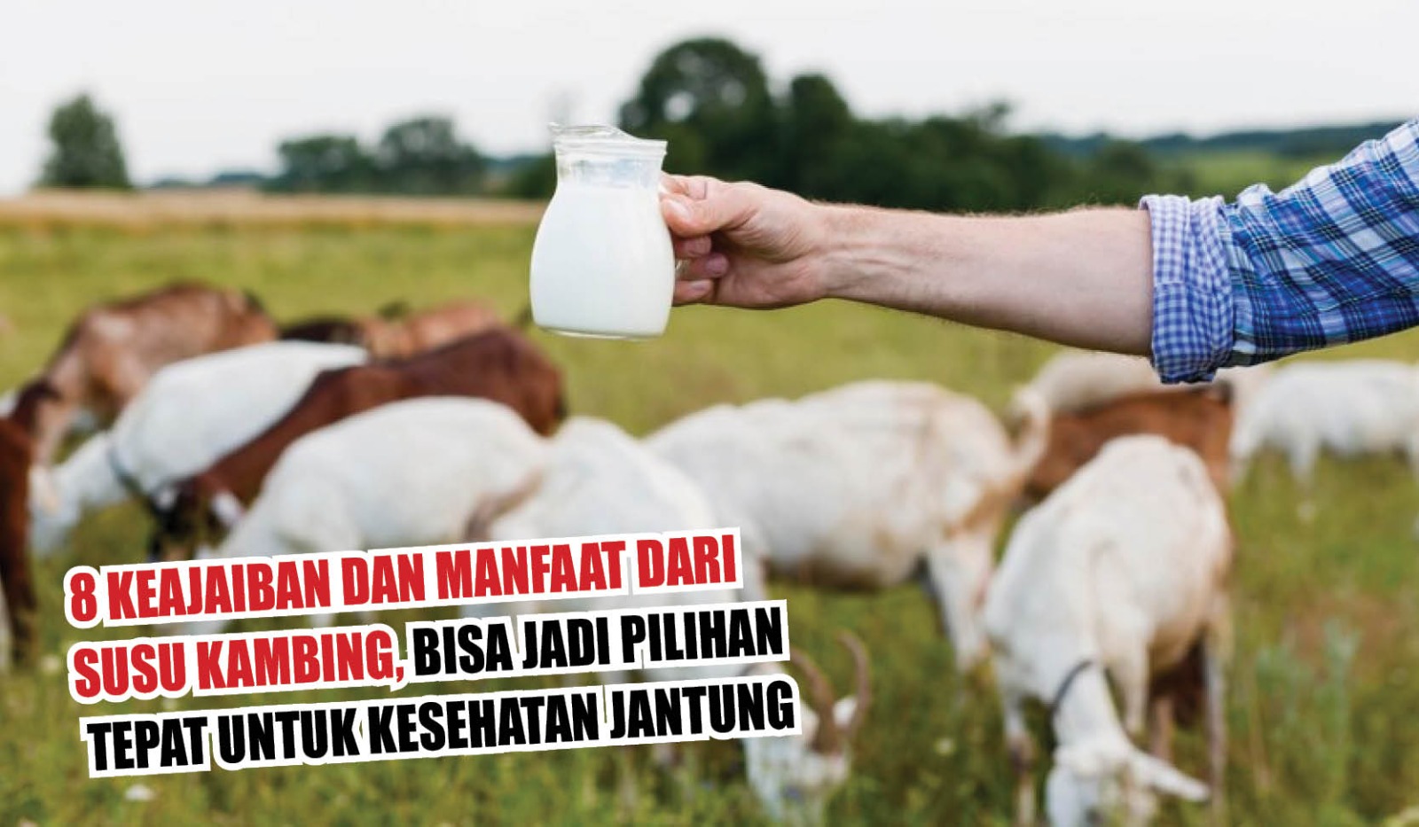 8 Keajaiban dan Manfaat dari Susu Kambing, Bisa Jadi Pilihan Tepat untuk Kesehatan Jantung