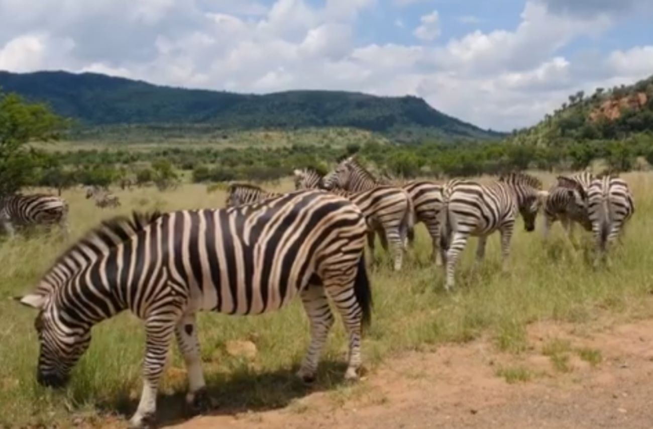 Fakta Menarik: Ini Perbedaan Zebra Jantan dan Betina