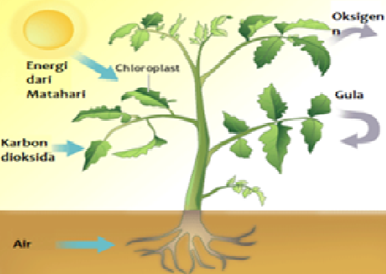 Begini Loh, Proses Fotosintesis pada Tanaman
