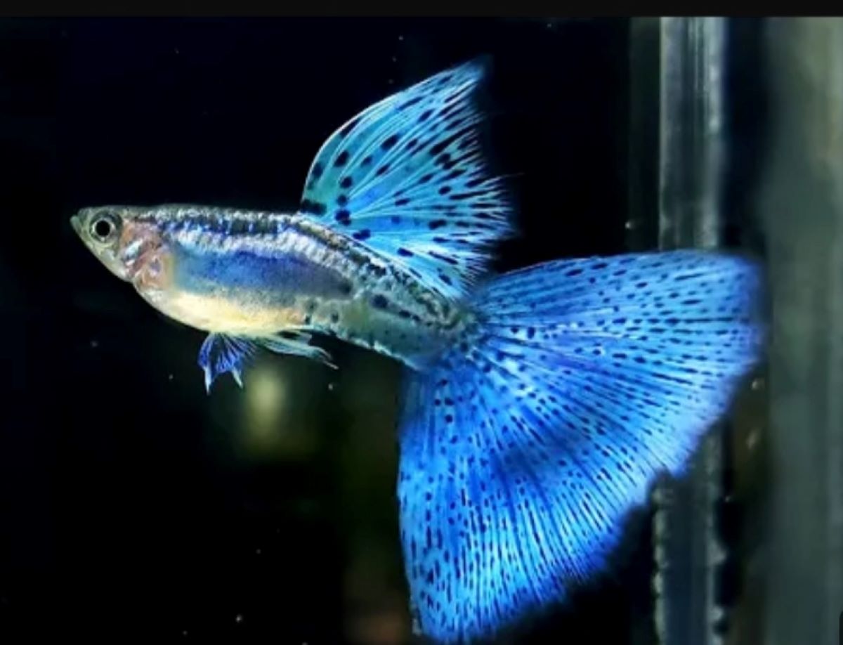 Dunia Hewan: 16 Jenis Ikan Hias Guppy Miliki Warna dan Corak Paling Cantik  