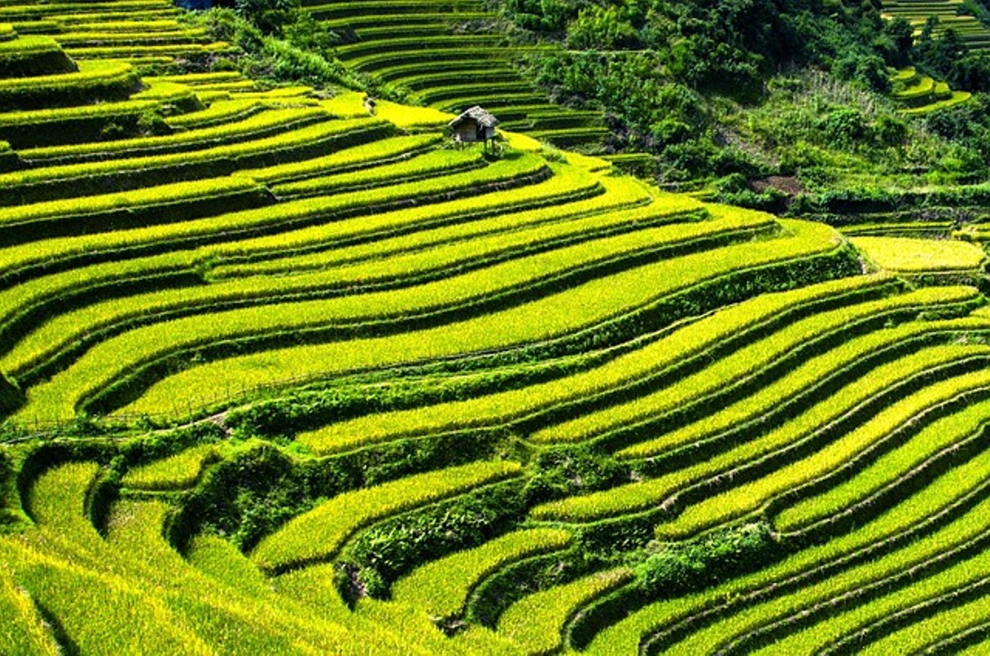 Lumbung Pangan Dunia! Papua Selatan Diproyeksikan Cetak 1 Juta Hektar Sawah