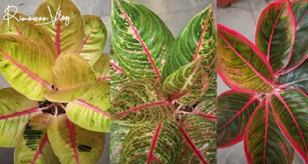 Tanaman Hias Aglaonema Sumatra Ini Hebat Guys, Pernah Menang Kontes di Belanda