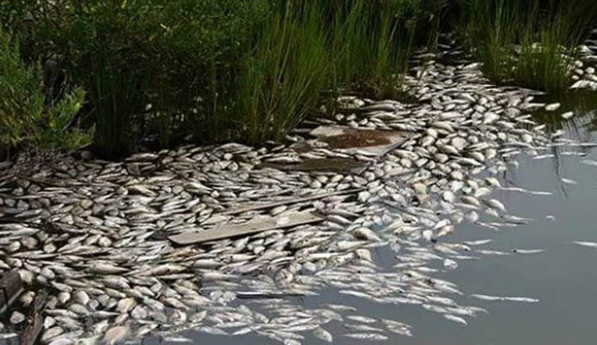 HEBOH! Ribuan Ikan Mati Mendadak di Sungai Babatan Pedamaran OKI, Kok Bisa?