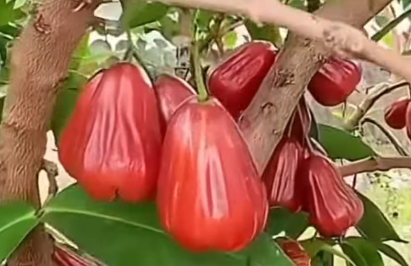 SIMAK! Ini 7 Manfaat Buah Jambu Air yang Perlu Kamu Ketahui