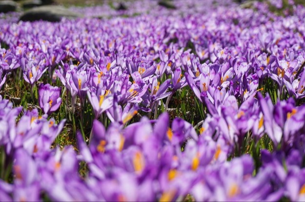 Dikenal Rempah Termahal, Ternyata Ini 8 Khasiat Bunga Saffron yang Bagus untuk Kesehatan Tubuh