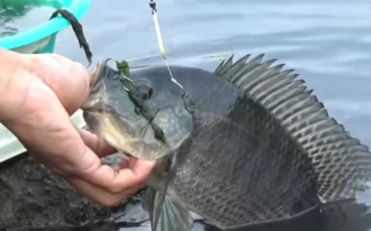 Ini Cara Ampuh Mancing Ikan Nila Babon, Dijamin Anti Boncos 