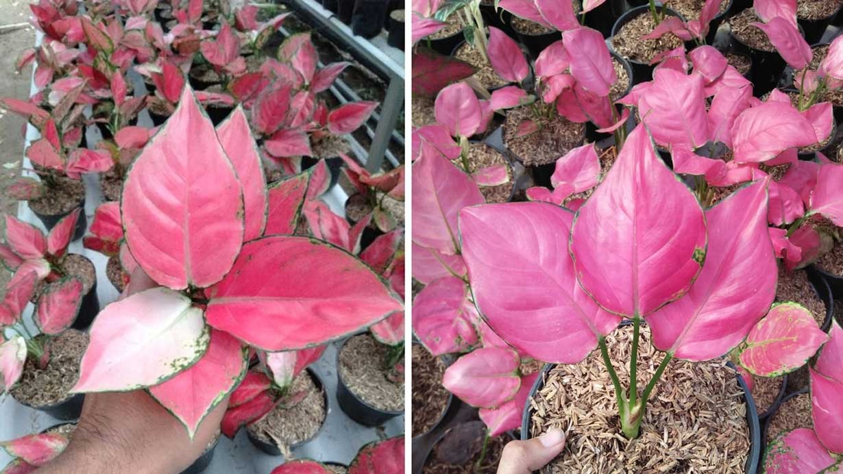 Memiliki Warna yang Mencolok, Aglonema Pink Catrina Membuat Hati Pecinta Tanaman Hias Indoor Berkobar