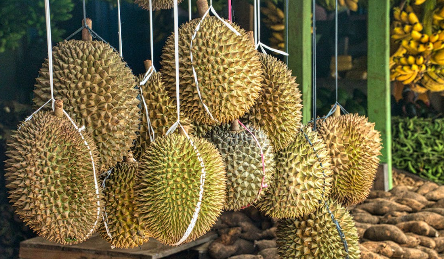 3 Daerah Penghasil Durian Terbesar di Provinsi NTB, Mataram Gak Masuk Daftar, Nomor 1 Ternyata? 