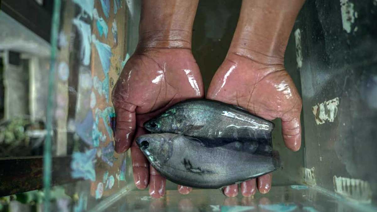 Pokdakan Tunas Makmur Sukses Domestikasi Ikan Belida Putak, Dukung Implementasi Regulasi Baru KKP