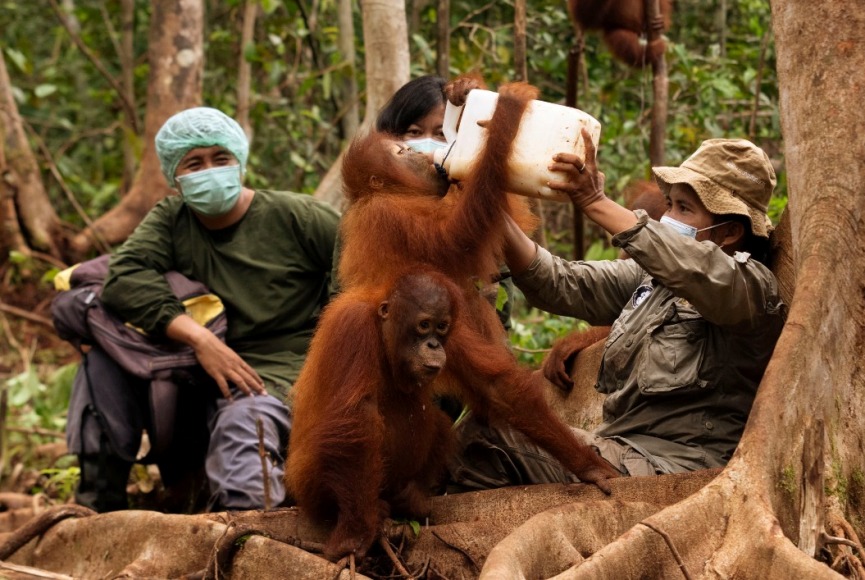 Sudah Berlangsung 3 Tahun, PHI Teruskan Kerjasama dengan BOSF Melestarikan Orangutan di Kalimantan Timur