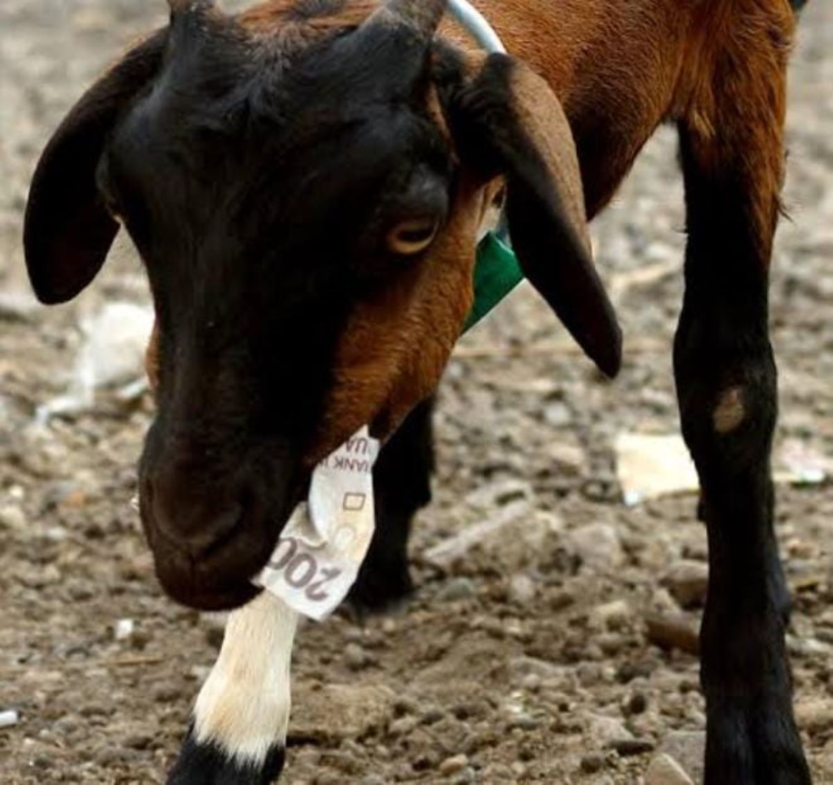 Fakta Unik Pulau Bungin di NTB, Kambing-Kambing Peliharaan Makanannya Uang Kertas, Benarkah?