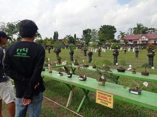 Ratusan Pohon Bonsai Dipamerkan di Lapangan Kecamatan Buay Madang Timur 