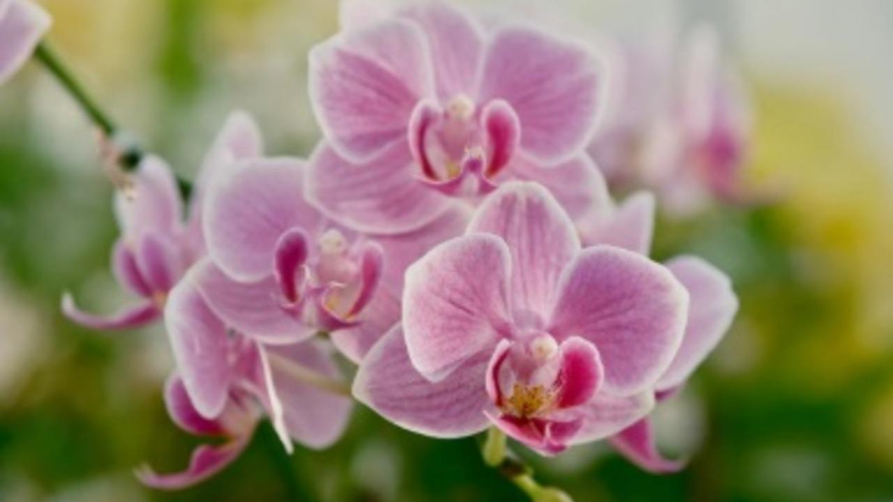 Anggrek Bulan Tak Kunjung Berbunga? Coba Cara Sederhana Ini, Hasilnya Bikin Kaget!