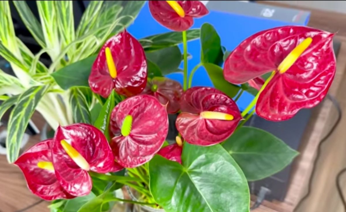 Inilah Deretan Jenis Tanaman Anthurium Paling Disukai Kolektor