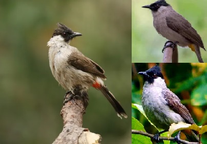 Simbol Keberanian dan Semangat, Burung Ini Jadi Lagu Favorit Anak Indonesia