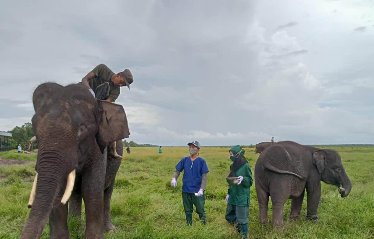 Terancam Punah, Begini Perawatan Gajah Sumatera di Pusat Konservasi Padang Sugihan