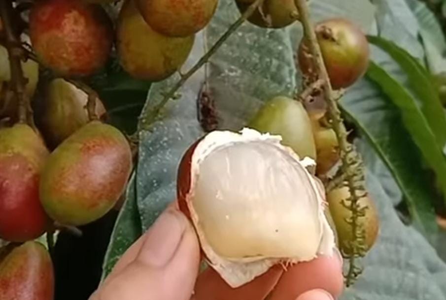 Ternyata Buah Ini Bisa Mengontrol Tekanan Darah Tinggi, yuk Simak Pembahasannya