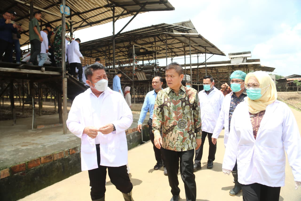 Peternak Ayam Petelur di Banyuasin Terima Sertifikat NKV dari Gubernur, Dongkrak Daya Saing di Pasar Nasional
