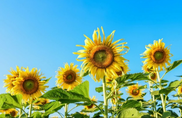 Tubuh Lebih Sehat! 6 Manfaat Bunga Matahari Bisa Obati Beragam Penyakit Lho