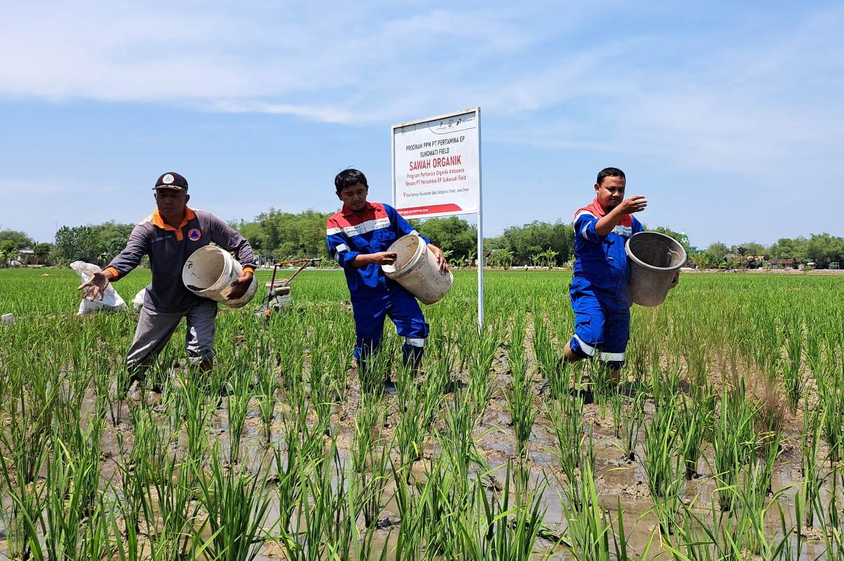 Petani di Tuban Sering Gagal Panen, Pertamina EP Sukowati Field Turun Tangan