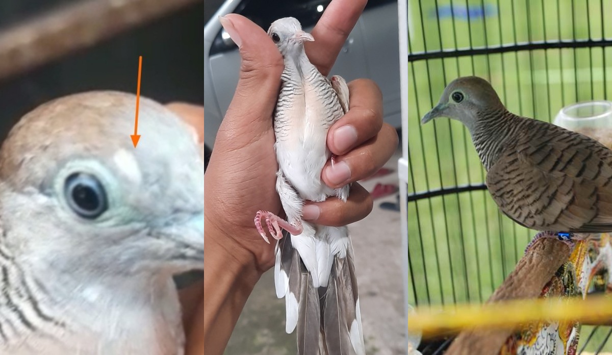 3 Jenis Burung Perkutut Paling Mahal Perlu Diketahui, Bernilai Ratusan Juta Rupiah dan Bisa Jadi Investasi