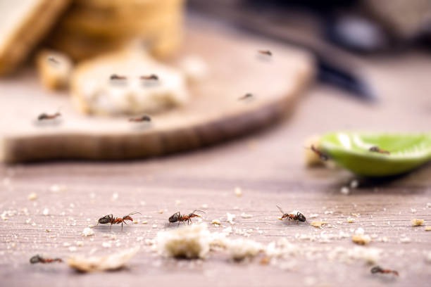 Emak-emak Mesti Tahu ini, Trik Mengusir Semut pakai 4 Bahan Dapur
