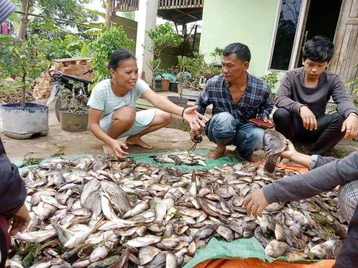 Ribuan Ikan di Danau Ranau Kabupaten OKU Selatan Pada Mabuk, Apa ya Penyebabnya