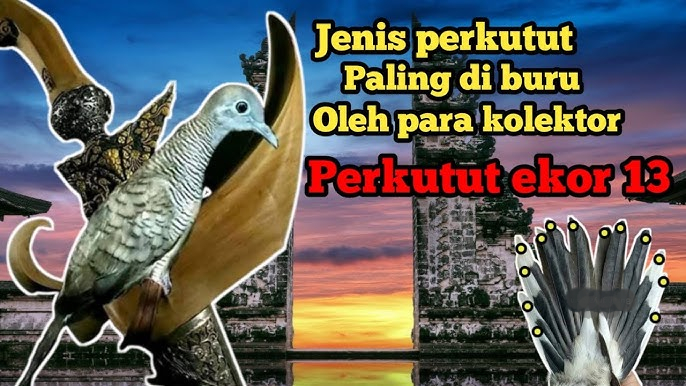 Perkutut Ekor 13, Jenis Perkutut yang Paling Diburu Oleh Kolektor, Kok Bisa? Simak Penjelasannya